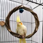 Braided Apple Branch Ring - Natural Bird Toy