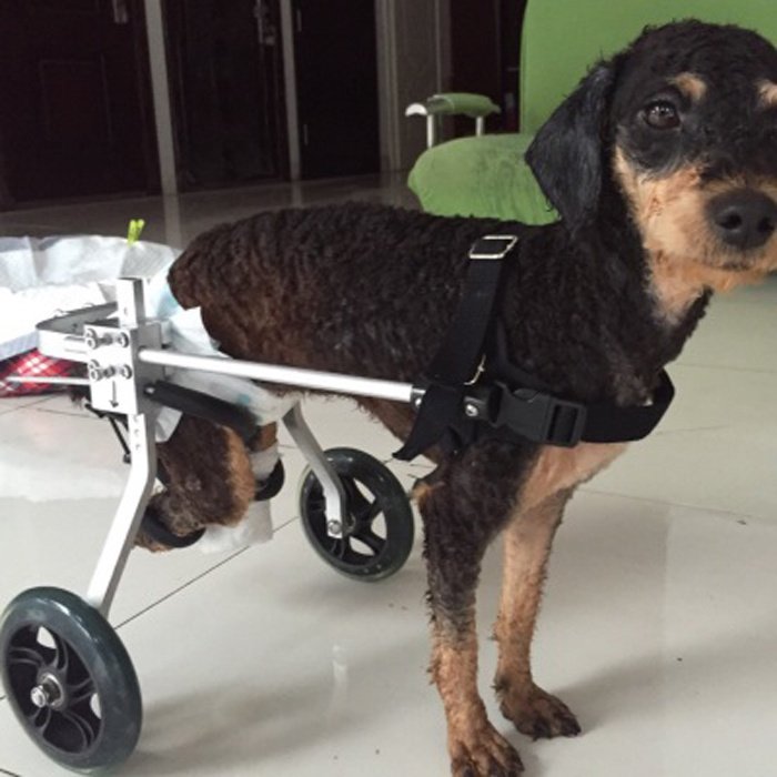 New Dog Wheelchair – Fully Adjustable - Image 4