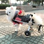 New Dog Wheelchair – Fully Adjustable