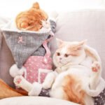 Warm Clothes for Dogs and Cats – Elegant Princess Style!